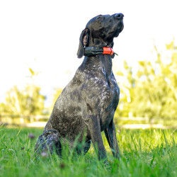 DOG GPS X30 professzionális helymeghatározó GPS nyakörv DOGTRACE