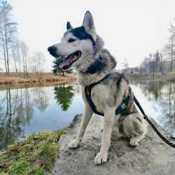 GPS nyomkövető Dogtrace DOG GPS ultra