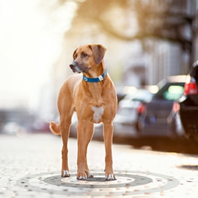 Hogyan válasszuk ki a megfelelő GPS nyomkövetőt kutyáknak